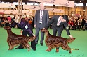 Crufts2011_2 184